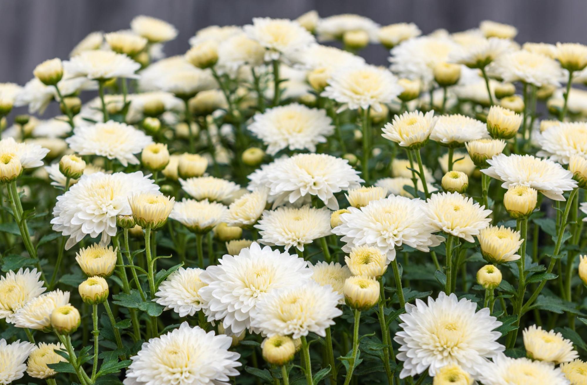 参列者が気を付けたい注意点